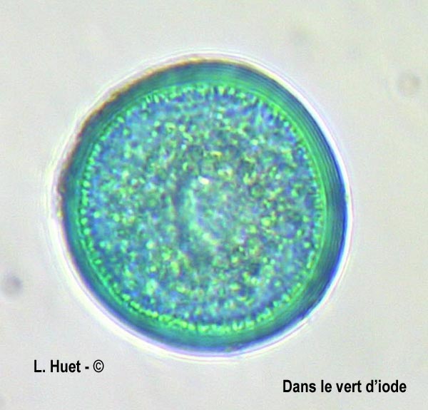 Sequoia sempervirens (séquoia à feuilles d'if)